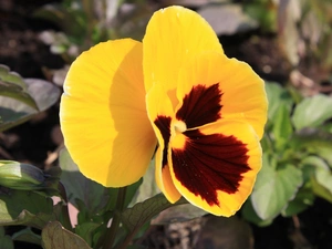 Leaf, Yellow, pansy