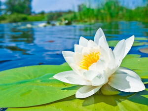 White, water, Leaf, Lily