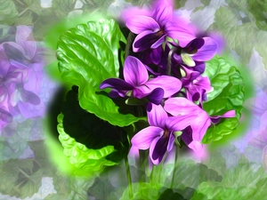 Flowers, leaves, graphics, fragrant violets