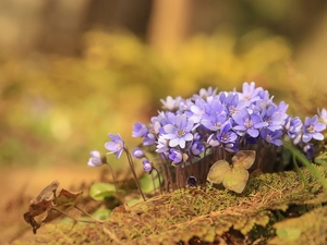 Liverworts, Flowers, cluster, lilac