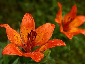 Orange, tiger Lilies