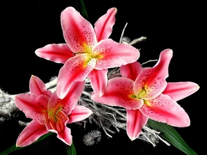 Pink, Tiger lily