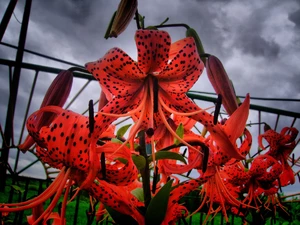 Flowers, tiger Lilies