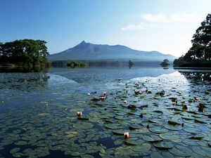 viewes, mountains, lilies, water, water, trees