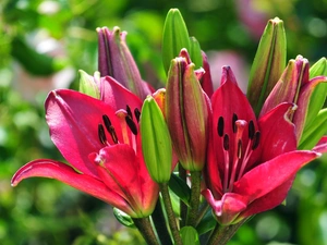 Buds, Colourfull Flowers, Lily