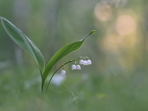 Leaf, Colourfull Flowers, lily of the Valley