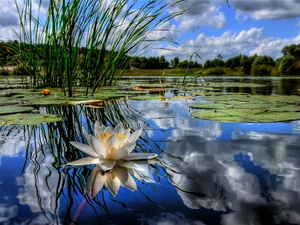 lake, water-lily