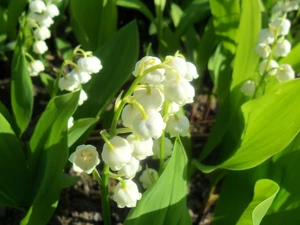 Beauty, lily of the Valley