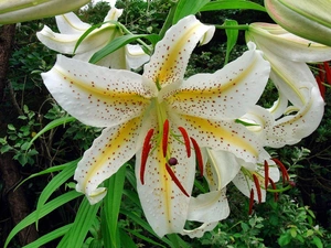 Tiger lily, Beauty, White