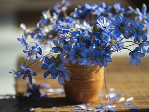 Flowers, Vase, blur, Liverworts