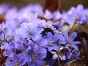 Liverworts, lilac, Flowers