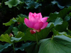 Leaf, Colourfull Flowers, lotus