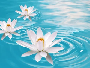 water-lily, beatyfull, Flowers