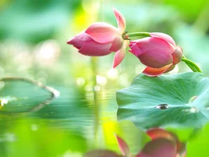 Flowers, Leaf, water, lotuses