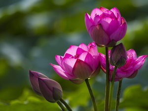 lotuses, flourishing, Pink