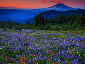 Mountains, Meadow, Lupine, woods