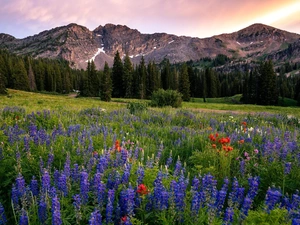 viewes, Mountains, Flowers, lupine, Meadow, trees