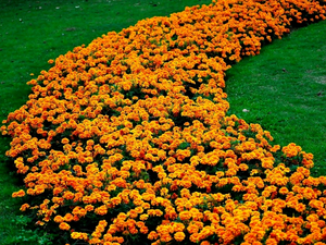 marigold was, grass