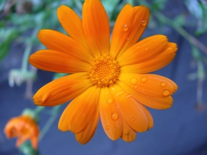 Orange, Marigold