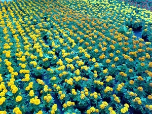 Field, marigolds