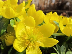 Spring, Yellow, marigolds, Flowers