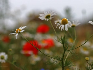 chamomile, Flowers, Meadow, White