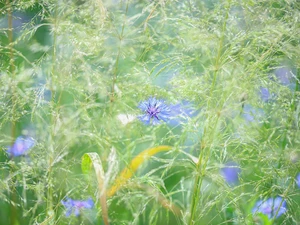 Meadow, Chaber, grass