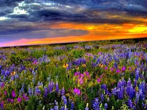 lupine, Great Sunsets, Meadow