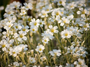 White, Close, Meadow, flowers