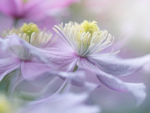 Clematis Montana, pale pink, Flowers