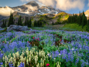 Washington State, The United States, Cascade Mountains, Mount Rainier National Park, trees, viewes, lupine, Fog, Meadow