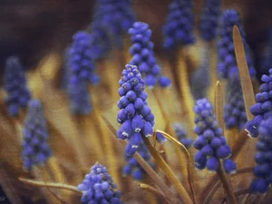 Graphic Effect, Flowers, Muscari