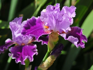Violet, Flowers, nature, iris