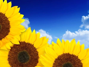 Nice sunflowers, Sky