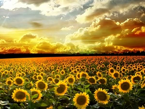 west, clouds, Nice sunflowers, sun