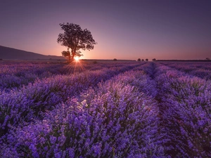 Field, trees, rays of the Sun, lavender