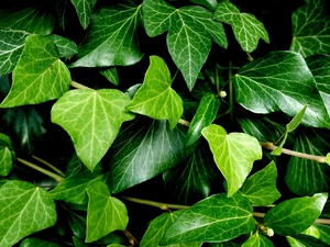 Leaf, ivy, green ones