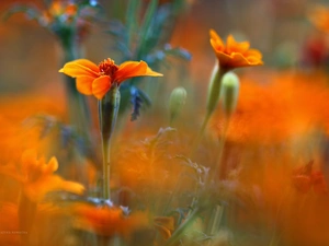 Colourfull Flowers, Tagetes, Orange
