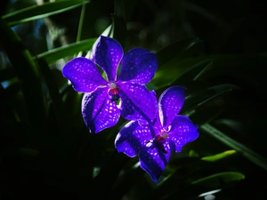 Blue, orchid