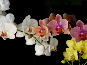 Coloured, orchid