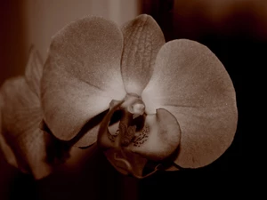 sepia, Colourfull Flowers, orchid