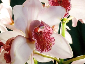 orchid, white, Pink