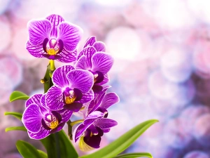 purple, orchids