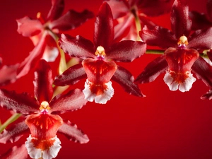 Red, orchids