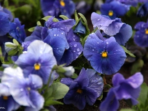 pansies, Blue, Flowers