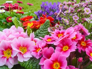 Park, primrose, color, Flowers, flowerbed