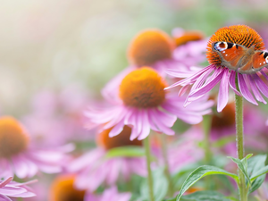 Flowers, butterfly, Peacock, echinacea