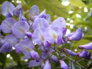 peas, wistaria, purple