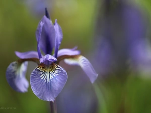 iris, Colourfull Flowers, petal, lilac
