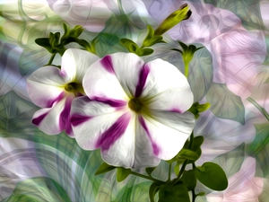 petunias, graphics, Flowers